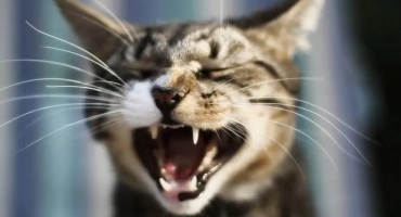 Kolik zubů má kočka: schéma čelisti dospělé kočky